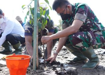 Wujudkan Ekowisata Pesisir Pantai Mandalika, Pangdam Tanam Pohon Mangrove