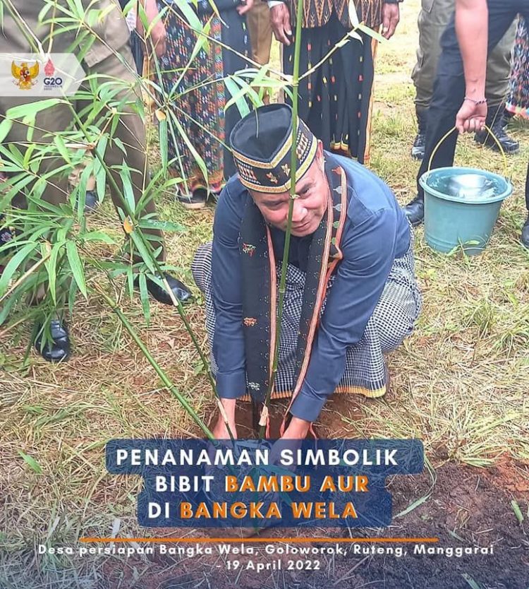 Gubernur NTT Tanam Bambu Aur di Desa Persiapan Bangka Wela