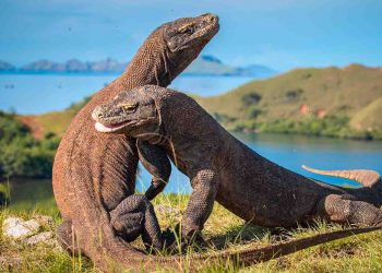 Andre Garu: Kenaikan Tiket Masuk Taman Nasional Komodo Harus Dikaji Ulang