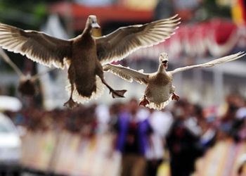Pacu Itiak, Balap Itik Unik dari Payakumbuh dan Limapuluh Kota