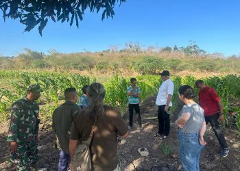 Atasi Krisis Pangan, Senator NTT Lakukan Tanam Jagung Massal 