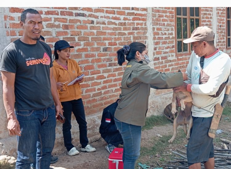 Cegah Bahaya Rabies Puskeswan Kecamatan Lembor Lakukan Vaksin Anti Rabies