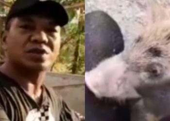 Kades Paling Fenomenal Di Mabar Bagi Gratis Anak Babi Demi Sejahterakan Masyarakat