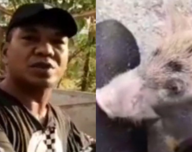 Kades Paling Fenomenal Di Mabar Bagi Gratis Anak Babi Demi Sejahterakan Masyarakat