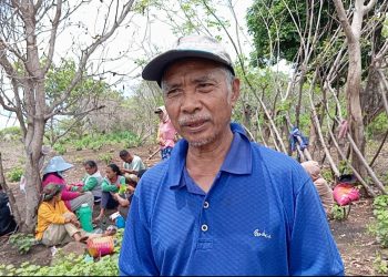 Aktifkan Lahan Tidur: Petani Lembor Selatan Olah Lahan Lima Hektar Untuk Tanam Jagung