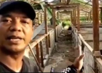 Konsisten Berternak Babi, Kepala Desa di Mabar Raup Keuntungan Hingga Ratusan Juta.