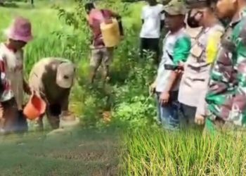 Bencana Hama Wereng Di Lembor Selatan, Petani Terancam Gagal Panen, Drone Dioperasikan Kalau Kondisi Parah.
