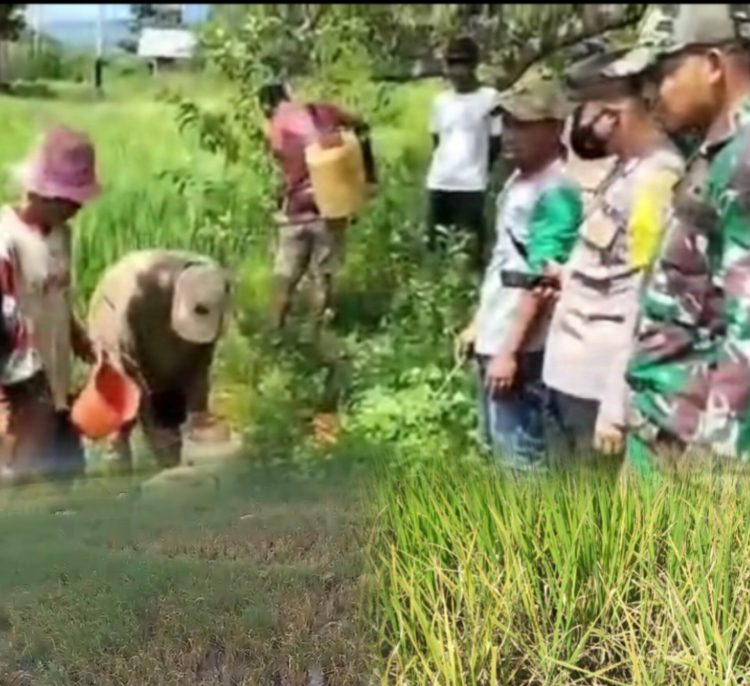 Bencana Hama Wereng Di Lembor Selatan, Petani Terancam Gagal Panen, Drone Dioperasikan Kalau Kondisi Parah.