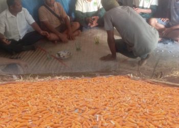 Saat Panen Jagung, BPP Bersama PPL Lembor Selatan Diskusi Strategi Pengolahan Lahan Bersama Petani