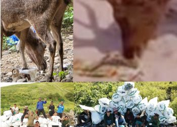 Rusa Makan Sampah Nutrisari, Kaki Terjepit Jerigen: PHC Soroti Krisis Sampah di Pulau Padar