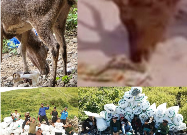 Rusa Makan Sampah Nutrisari, Kaki Terjepit Jerigen: PHC Soroti Krisis Sampah di Pulau Padar