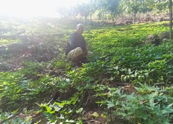 Dukung Program  Ketahanan Pangan,  BUMDes Cunca Wulang Bersatu Rintis Budidaya Ubi Jalar Ungu