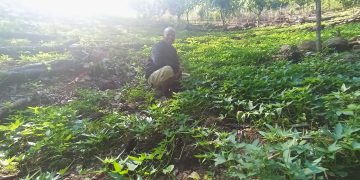 Dukung Program  Ketahanan Pangan,  BUMDes Cunca Wulang Bersatu Rintis Budidaya Ubi Jalar Ungu