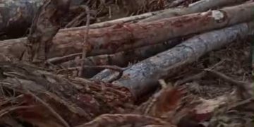 Kuasa Hukum Warga Linggang Marimun Menduga Aktivitas Tambang Milik PT. BISM Merusak Lahan dan Tanaman Warga