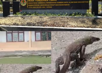 Tanggapan Kepala BBKSDA NTT Belum menjawabi Keresahan Warga Setelah Komodo Masuk Kampung