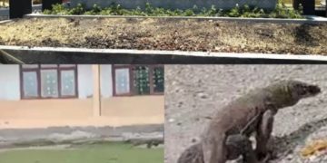 Tanggapan Kepala BBKSDA NTT Belum menjawabi Keresahan Warga Setelah Komodo Masuk Kampung