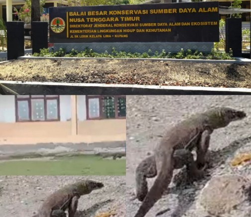 Tanggapan Kepala BBKSDA NTT Belum menjawabi Keresahan Warga Setelah Komodo Masuk Kampung