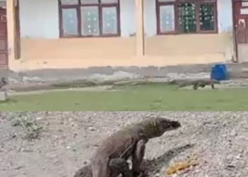 Komodo Masuk Pemukiman Warga dan di Halaman Sekolah Terdeteksi Bukan Komodo Endi dan Viktor