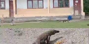 Komodo Masuk Pemukiman Warga dan di Halaman Sekolah Terdeteksi Bukan Komodo Endi dan Viktor