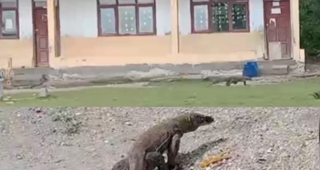 Komodo Masuk Pemukiman Warga dan di Halaman Sekolah Terdeteksi Bukan Komodo Endi dan Viktor