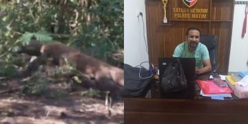 Polres Manggarai Timur Ungkap Kronologi Penyelundupan Komodo Pota ke Surabaya