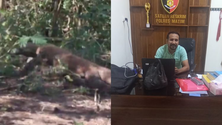 Polres Manggarai Timur Ungkap Kronologi Penyelundupan Komodo Pota ke Surabaya