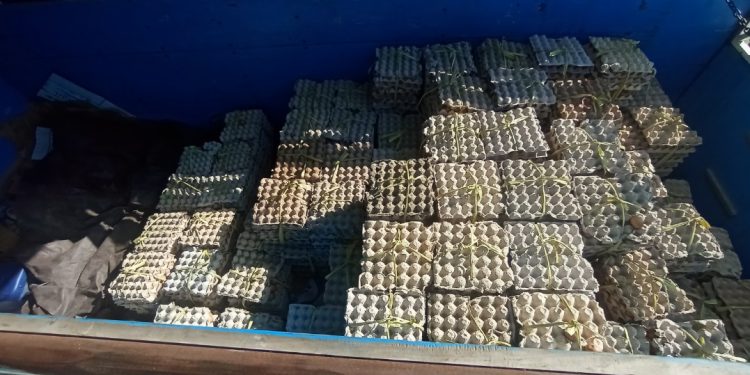 Telur Asal Bima Lolos Tanpa Izin di Labuan Bajo, Diduga Libatkan Petugas Pengawas Dinas Peternakan Mabar